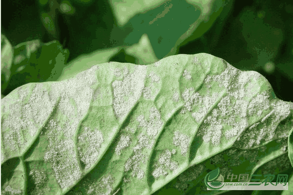 防治菠菜霜霉病的方法